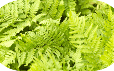 Coloración vegetal: la revolución natural para tu cabello en la Vall d’Uixó